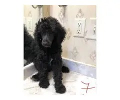AKC Standard Poodle Puppies for Sale