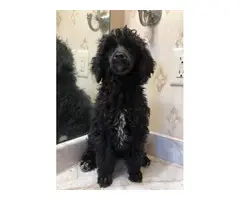 AKC Standard Poodle Puppies for Sale - 2