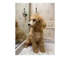 AKC Standard Poodle Puppies for Sale - 3