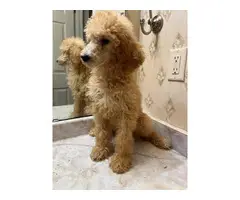 AKC Standard Poodle Puppies for Sale - 4