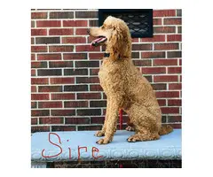 AKC Standard Poodle Puppies for Sale - 8