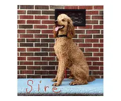 AKC Standard Poodle Puppies for Sale - 9