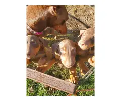 Three male red AKC Doberman puppies for sale - 1