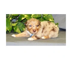 Australian Shepherd Puppies, ASCA litter registered - 4