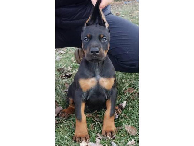 euro doberman puppies