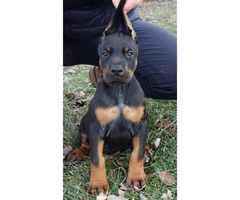 AKC European Doberman puppy for sale