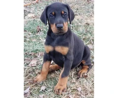 AKC European Doberman puppy for sale - 4