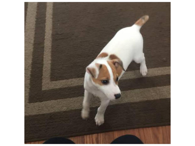 Pure male Jack Russell Norfolk - Puppies for Sale Near Me