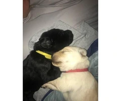 We have both Black and Yellow puppies!