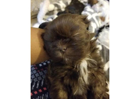 6 week old CKC Shih"Tzu puppies available