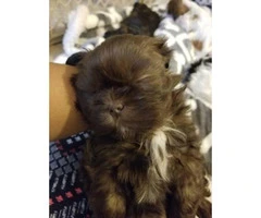 6 week old CKC Shih"Tzu puppies available