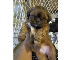 6 week old CKC Shih"Tzu puppies available - 2
