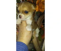 8 weeks old male chihuahua blue eyes charting about 7 pounds