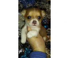 8 weeks old male chihuahua blue eyes charting about 7 pounds - 3