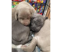2 blue males, 2 silver males - 3