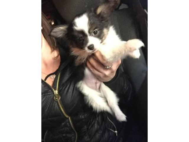 One adorable male Pomeranian papillon puppy left in Boston, Massachusetts - Puppies for Sale Near Me