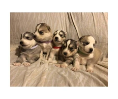5 Beautiful husky puppies - 7
