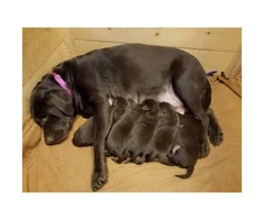 Chocolate lab puppies born 12/23