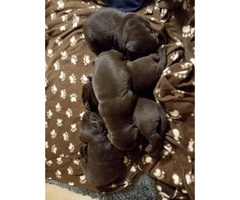Chocolate lab puppies born 12/23 - 2