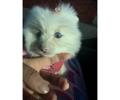 One female pomeranian puppy left 2 months old - 1