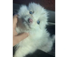One female pomeranian puppy left 2 months old - 2
