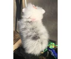 One female pomeranian puppy left 2 months old - 4