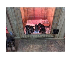 Full breed toy sized Yorkshire Terrier puppies $900