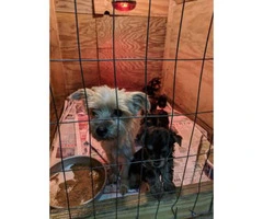Full breed toy sized Yorkshire Terrier puppies $900 - 2