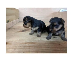 Full breed toy sized Yorkshire Terrier puppies $900 - 3
