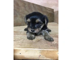 Full breed toy sized Yorkshire Terrier puppies $900 - 4
