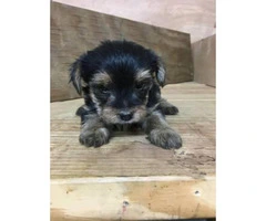 Full breed toy sized Yorkshire Terrier puppies $900 - 5