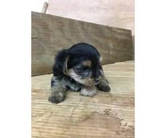 Full breed toy sized Yorkshire Terrier puppies $900 - 6