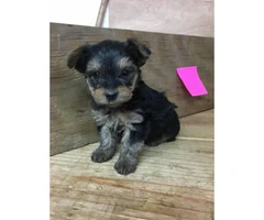 Full breed toy sized Yorkshire Terrier puppies $900 - 7