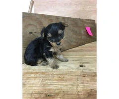 Full breed toy sized Yorkshire Terrier puppies $900 - 8