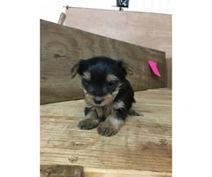 Full breed toy sized Yorkshire Terrier puppies $900 - 9
