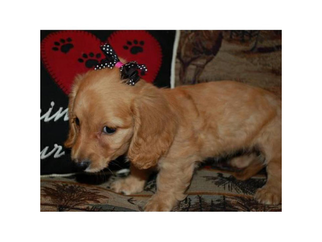 Male and female dachshund puppies in Lawton, Oklahoma