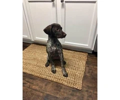 Female German shorted haired pointer puppy 15wks old