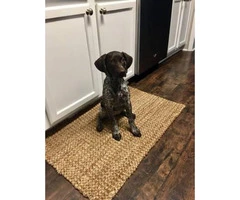 Female German shorted haired pointer puppy 15wks old - 2