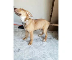 3 month old male red fox lab puppy