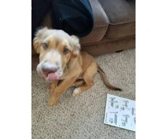 3 month old male red fox lab puppy