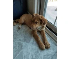 3 month old male red fox lab puppy