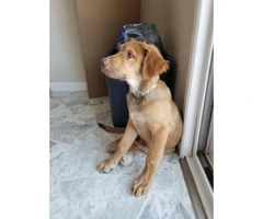 3 month old male red fox lab puppy