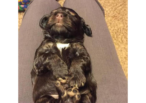 Male cocker spaniel wants a forever home