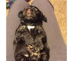Male cocker spaniel wants a forever home