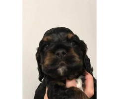 Male cocker spaniel wants a forever home - 3