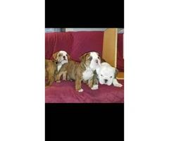 4 males Akc bulldog Puppies