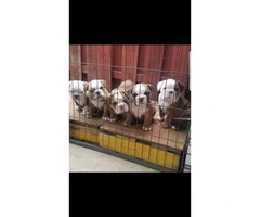 4 males Akc bulldog Puppies - 2