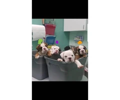 4 males Akc bulldog Puppies - 3