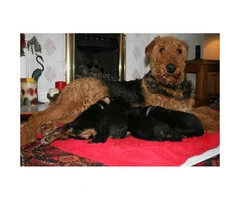 2 airedale male puppies for sale $850