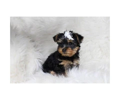 Sweet Teacup Yorkie Puppy for adoption asking 800